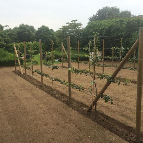 tuin-aanleggen-werken-tuindesign-stijn-cousaert-avelgem