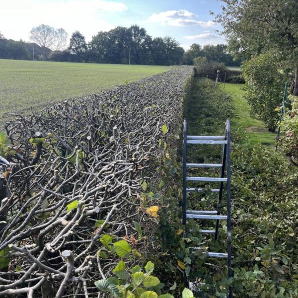 tuinonderhoud-tuinman-tuinier-avelgem